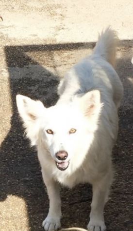 Una famiglia per la cagnolina Mary - Foto 4