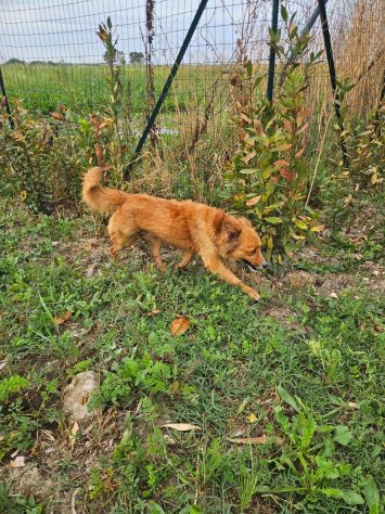 Stefi: 2 anni taglia contenuta - Foto 5