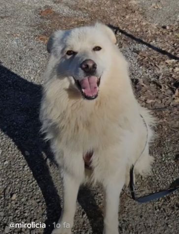 Bubu batuffolone 5anni dalla catena al canile.NOVARA - Foto 4