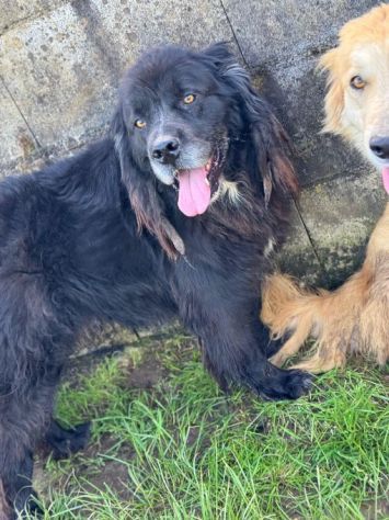 NADAL, SIMIL TERRANOVA adorabile tenerone, cane in adozione tg media