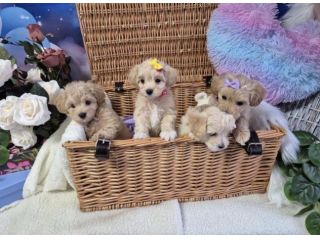 maltipoo toy