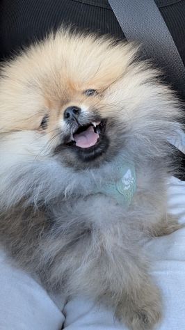 Cucciola di pomerania, femmina , 4 mesi - Foto 4
