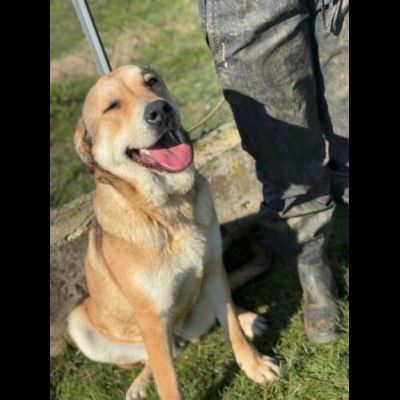 SGUARDO DA CERBIATTO; DOLCISSIMA CAGNOLINA IN ADOZIONE - Foto 7