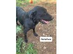 Persefone simil labrador
