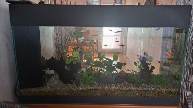 ACQUARIO - Foto 2