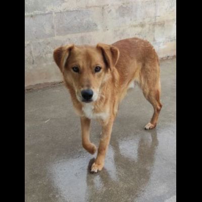 ZACK E FABER IN RECLUSIONE SENZA COLPA. CAGNOLINI IN ADOZIONE - Foto 8