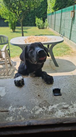 ADOZIONE DEL CUORE: OLIVER 5 MESI HA PERSO UN'OCCHIETTO - Foto 2