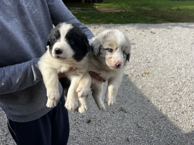 Cuccioli di Border Collie - Foto 3