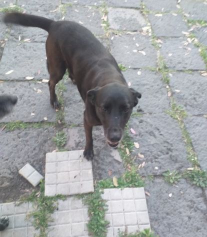 Cagnolina cerca casa - Foto 3