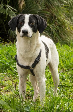 NINO, cagnolino coccolone - Foto 7