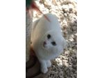 Meringa gattina , adozione del cuore