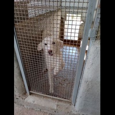 LILA, LA DELICATEZZA, CUCCIOLA IN ADOZIONE - Foto 3