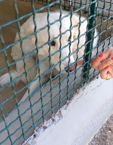 DALILA TENERISSIMA CANE IN ADOZIONE - Foto 10