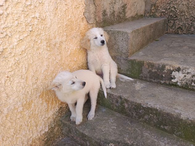 Regalo cuccioli - Foto 4