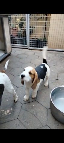 Regalo cuccioli di Beagle maschi - Foto 3