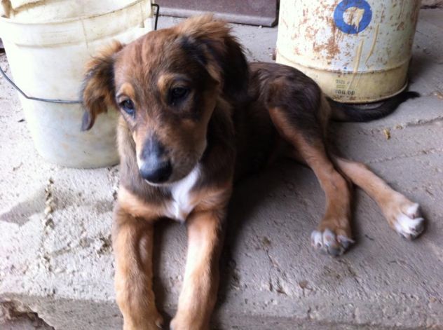 SUGAR, STELLA, TANGO E FRAGOLINA ... cuccioli strepitosi - Foto 4
