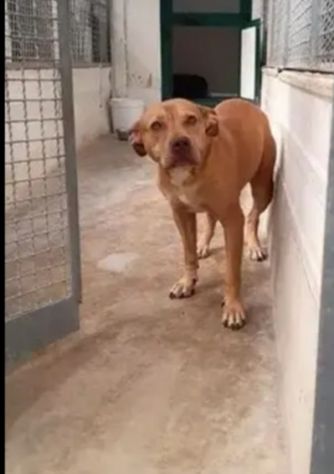 Dea Pitbull Red Nose sfortunata..da 1vita in canile..sta invecchiando! NAPOLI - Foto 6