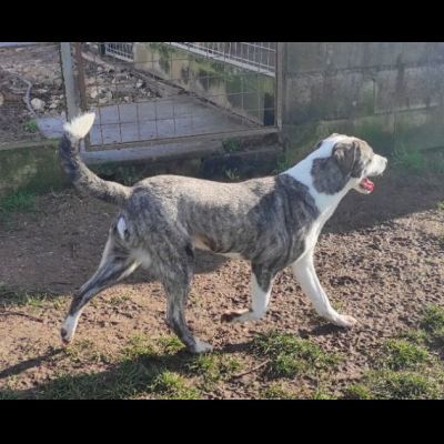 MAX CERCA ATTENZIONE, CHIEDE AMORE, CANE IN ADOZIONE TG MEDIA - Foto 9