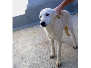 Blanca dolcissima mix golden labrador