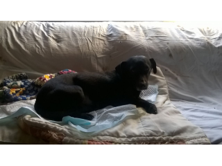 PEPITA, dolce mix bassotto