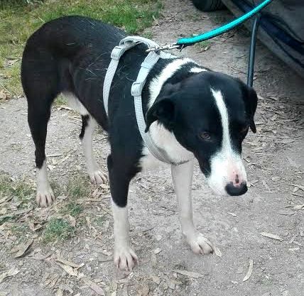 RINGO, stupendo cagnolino dagli occhi ambrati - Foto 4