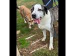 MAX CERCA ATTENZIONE, CHIEDE AMORE, CANE IN ADOZIONE TG MEDIA