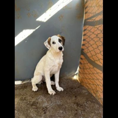 Cucciole in adozione - Foto 6
