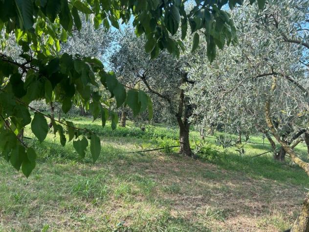 Uliveto in vendita a Castegnero - Foto 8