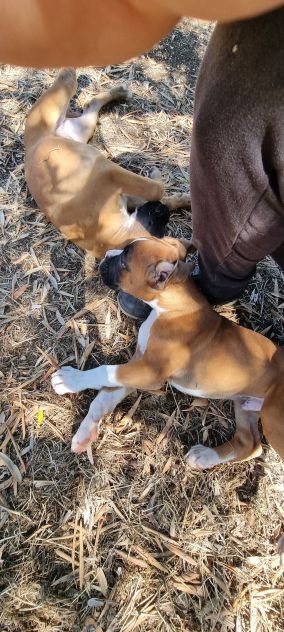 Cuccioli Boxer Bari Taranto Foggia Lecce Brindisi con pedigree - Foto 4