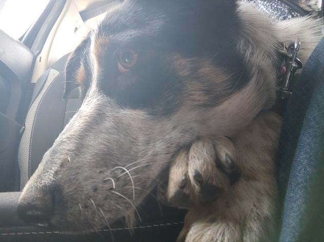 Kiki in adozione - Foto 6