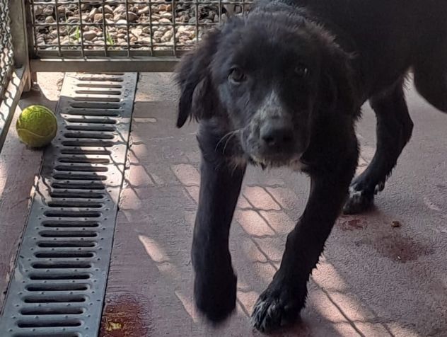 CUCCIOLI IN ADOZIONE - Foto 3