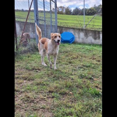 FELICE, 16 chili di dolcezza. CANE IN ADOZIONE - Foto 7