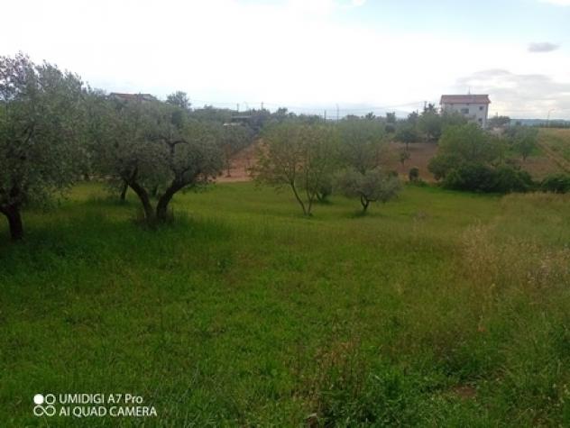Uliveto in vendita a Lanciano - Foto 8