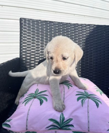 Splendidi cuccioli di razza Labrador Retriever - Foto 3