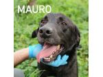 Mauro simil labrador