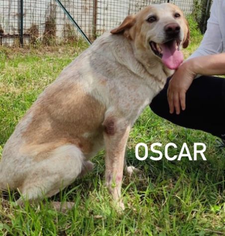Oscar