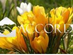 APPARTAMENTO di 4 vani e di 120 mq (SUSEGANA) rif. RB114_1