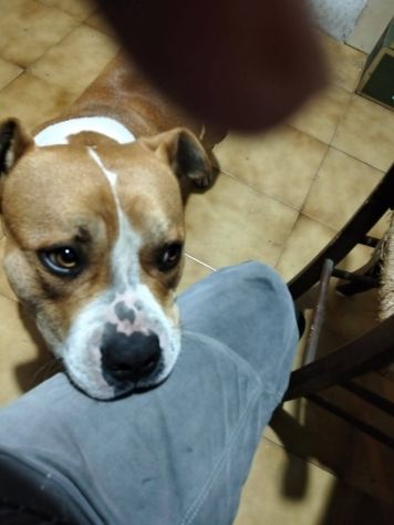 Urgente cagnolino cerca adozione