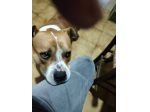 Urgente cagnolino cerca adozione