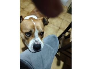 Urgente cagnolino cerca adozione