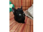 Kata, gattina sfortunata prossima alla scadenza..