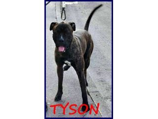 TYSON 3anni bravo mix pit-amstaff rimasto solo!