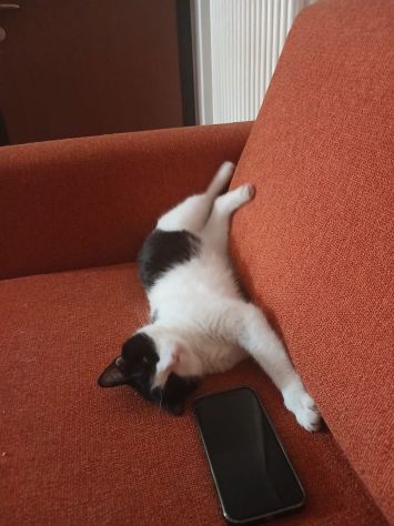 GATTI ADULTI - Foto 7