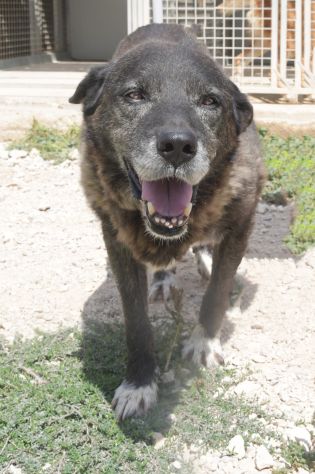 Igor per 10 anni tenuto da solo in una campagna - Foto 4