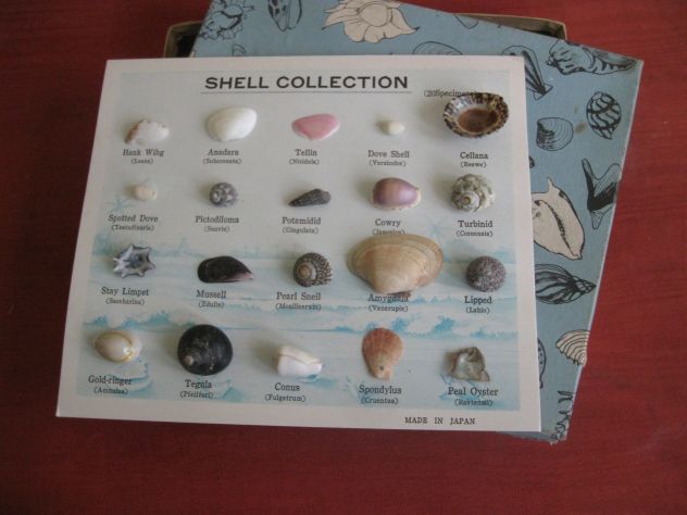 SHELL COLLECTION - Serie completa 20 conchiglie in scatola cartone