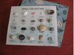 SHELL COLLECTION - Serie completa 20 conchiglie in scatola cartone