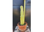 Cactus Piante Grasse Bonsai - Cereus Peruvianus