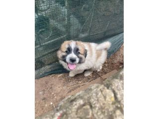 Lillino cucciolo