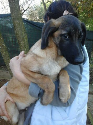 CODY, dolce e affettuoso cucciolotto - Foto 4