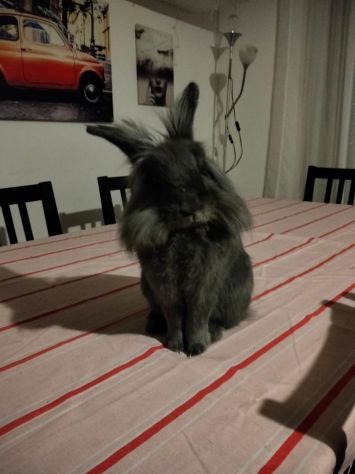 Offresi servizio dog/cat sitter Novara - Foto 2